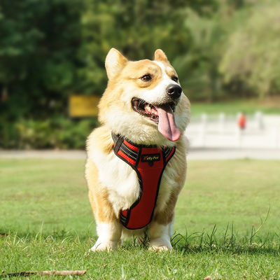 Hundegurt mit wasserdichtem und reflektierendem Polyestermaterial